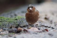 vink