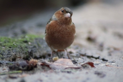 vink